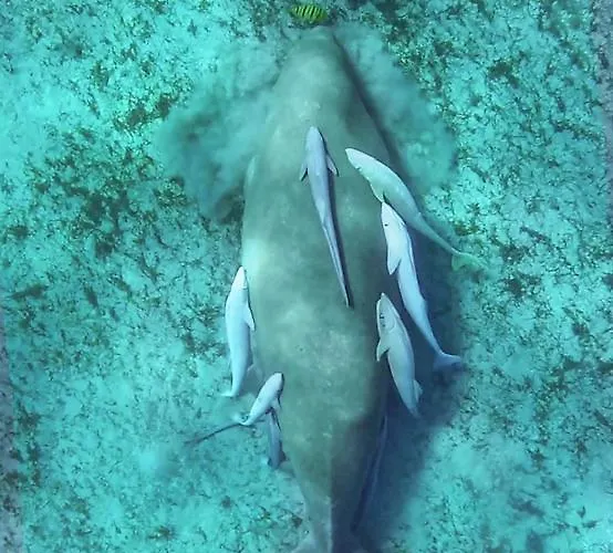 Blue Vision Diving Hotel