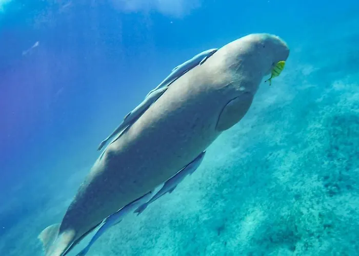 Blue Vision Diving