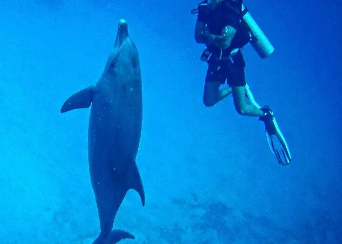 Blue Vision Diving Hotel Marsa Alam