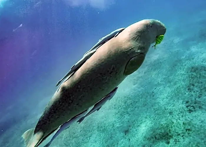 Blue Vision Diving Marsa Alam