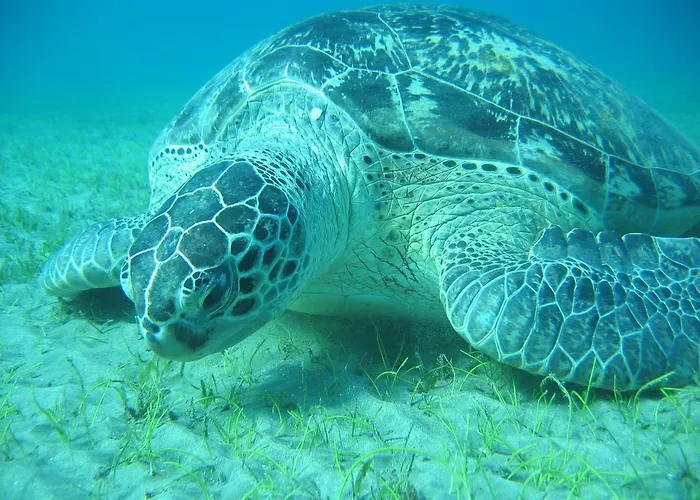 Blue Vision Diving
